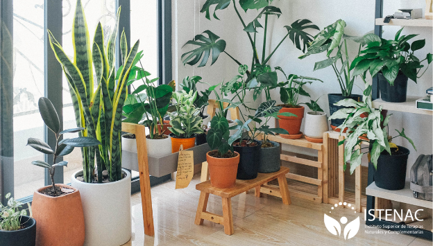 plantas_de_interior_descontaminantes_NM